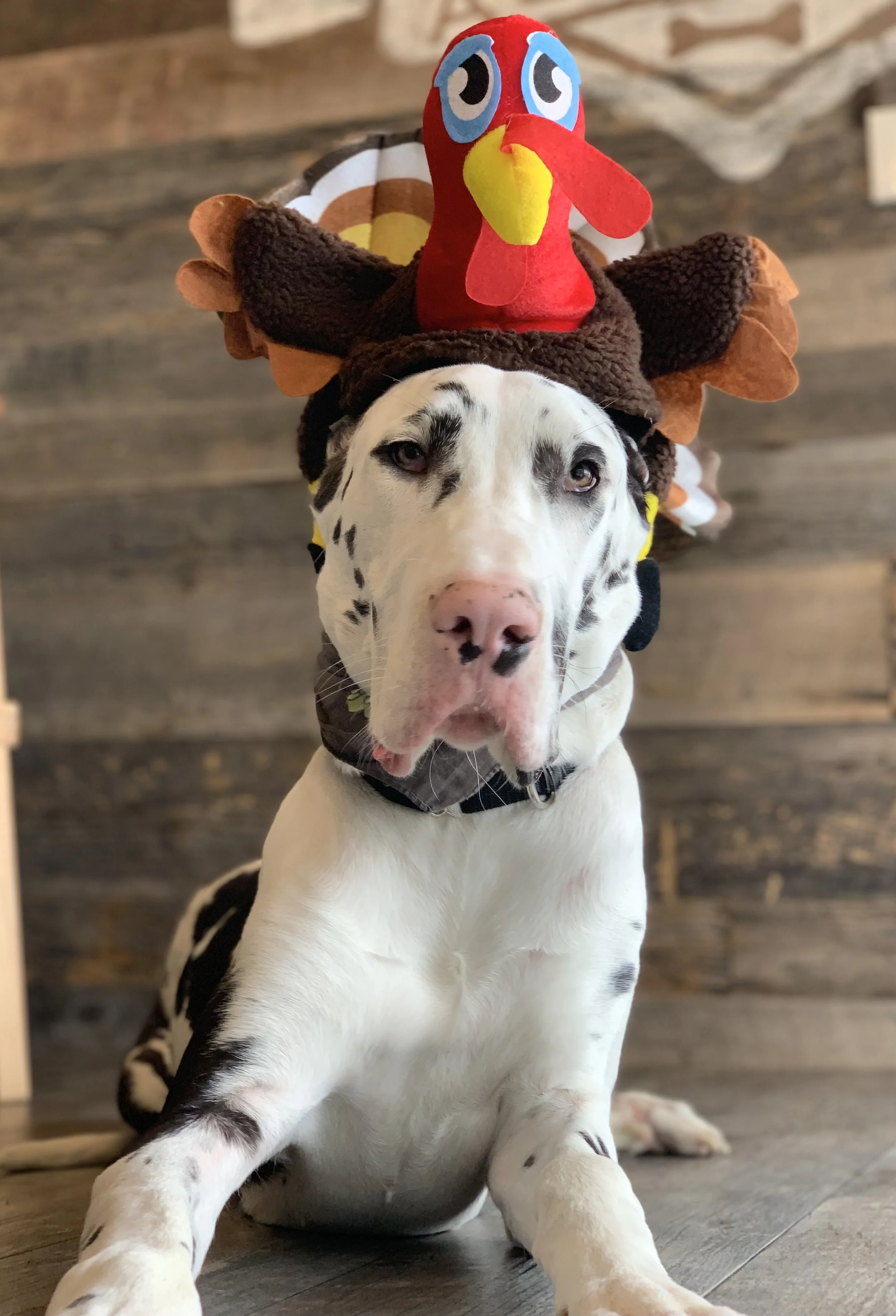 Dogs dressed up for thanksgiving hotsell